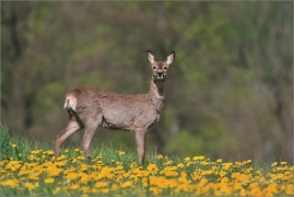 <p>SRNEC OBECNÝ (Capreolus capreolus) Šluknovsko - Jiříkov --- /European roe deer - Reh/</p>